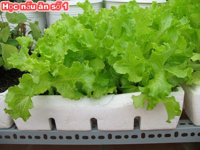 2 Cách trồng xà lách đơn giản thủy canh và thùng xốp ★Taikhoanmatma.com★ 3 2 Cach trong xa lach don gian thuy canh va