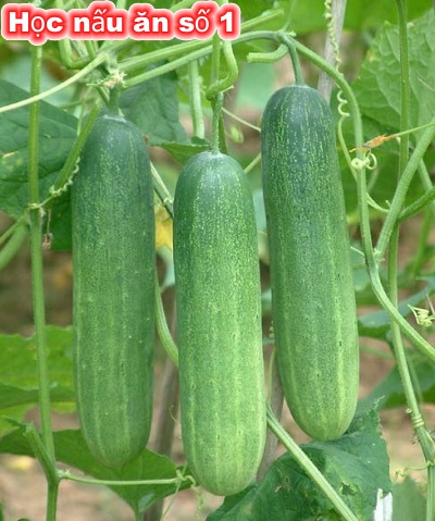 Ly do dua chuot bi dang va cach trong de