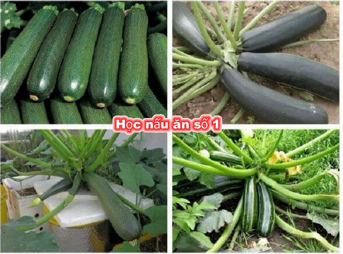 Meo trong bi ngoi cach trong trong thung xop don