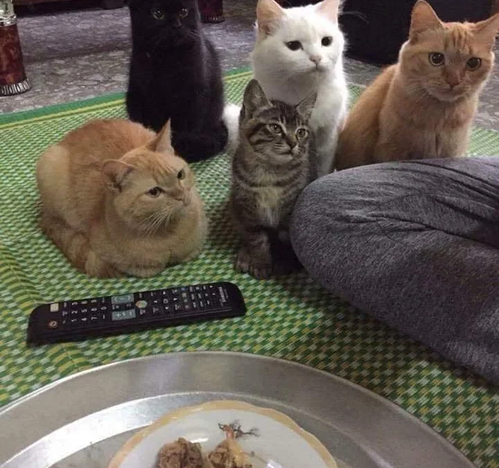 Ai Tóm tắt giúp truyện chữ Xuyên nhanh chi một tra rốt cuộc Novel Online