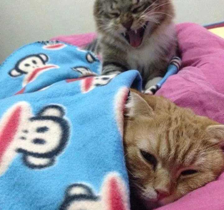 Thảo Luận truyện tranh Trong Sinh Chi Ức Vạn Ảnh Hậu Yếu Thượng Vị Online