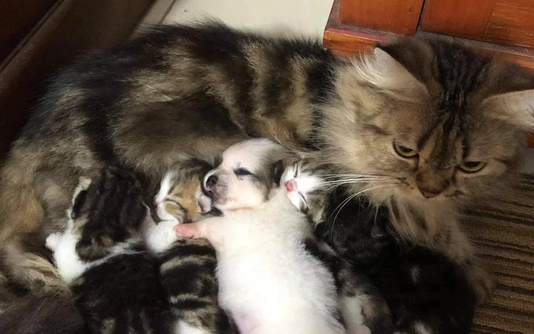 Gốc đánh giá truyện tranh 3411 Online