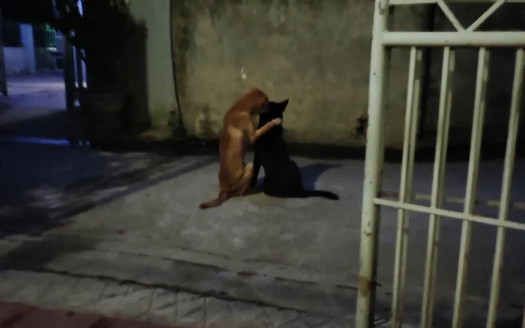 Tóm tắt truyện chữ Gả cho bạo quân ( xuyên thư ) Novel Online