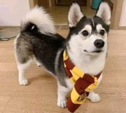 Gốc đánh giá truyện chữ Rừng cây đại mạo hiểm Novel Online