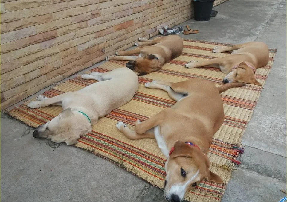 Tóm tắt truyện chữ Ngọt cam  Novel Online