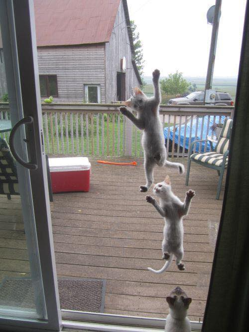 Gốc đánh giá truyện tranh 3549 Online