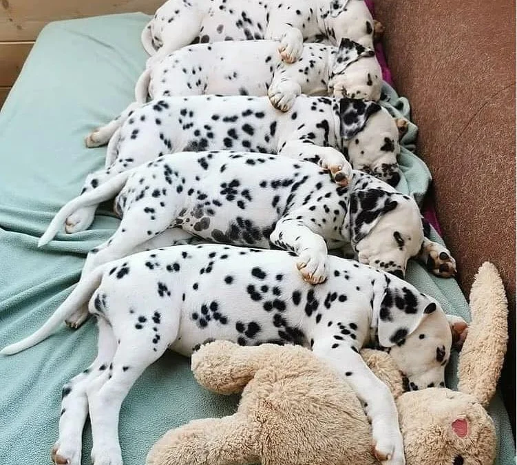 Thảo Luận truyện chữ Nguyên bản muốn làm tiên quân đồ đệ Novel Online