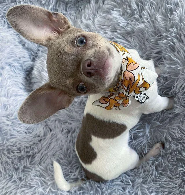 Thảo Luận truyện tranh 3450 Online