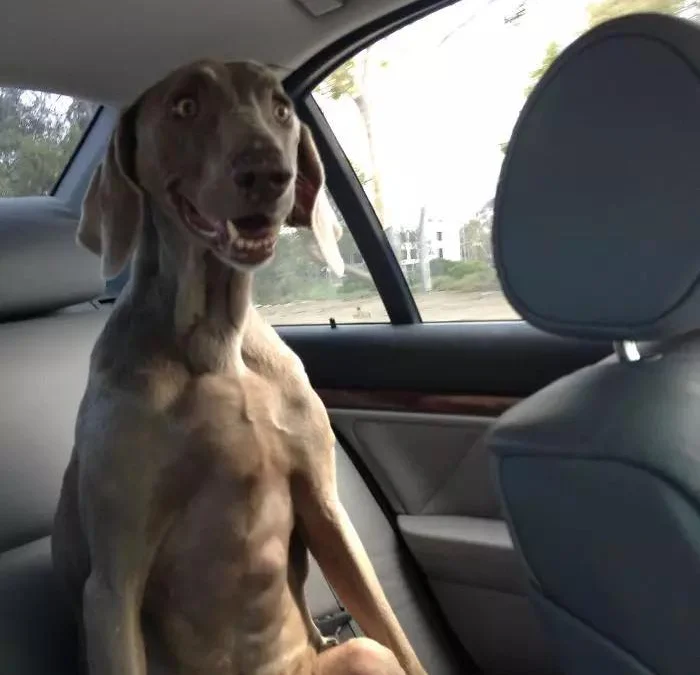 Review về  truyện chữ Lão công, chúng ta phục hôn đi Novel Online