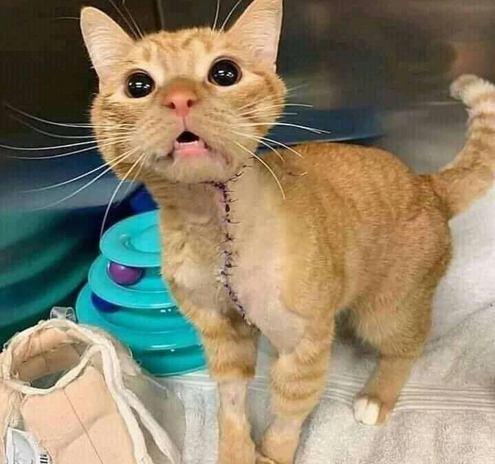 Thảo Luận truyện tranh Cho Dù Tôi Có Chết, Tôi Cũng Sẽ Không Chọn Cậu Online