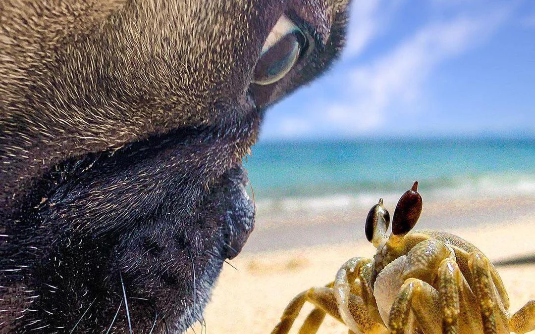 Tóm tắt truyện chữ Hắn lại ở cáo tiểu trạng [ xuyên nhanh ]  Novel Online