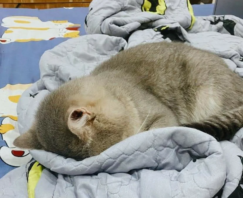 Review truyện tranh Vượt Qua Kẻ Mạnh Online