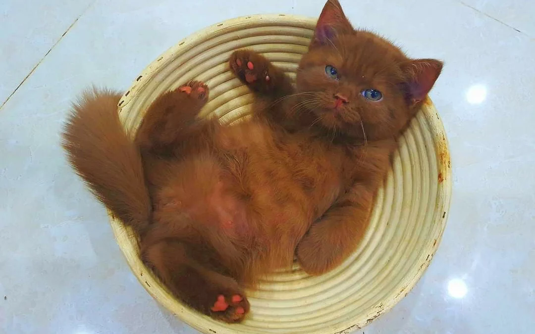 Review về  truyện chữ Dưới ánh trăng niệm ngươi  Novel Online