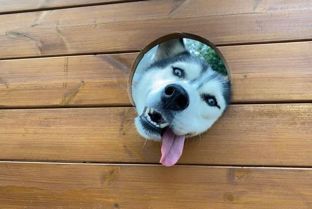 Gốc đánh giá truyện tranh 3385 Online