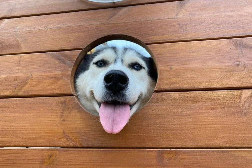 Review về  truyện chữ Huyết đao đại thánh Novel Online