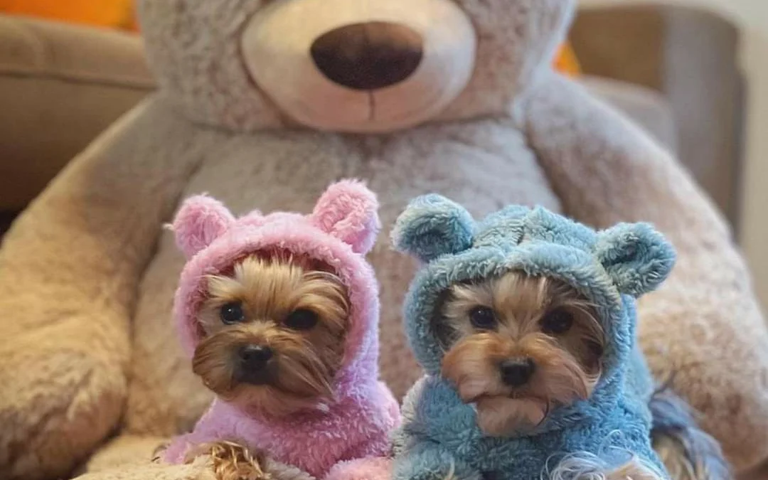 Gốc đánh giá truyện tranh 3527 Online