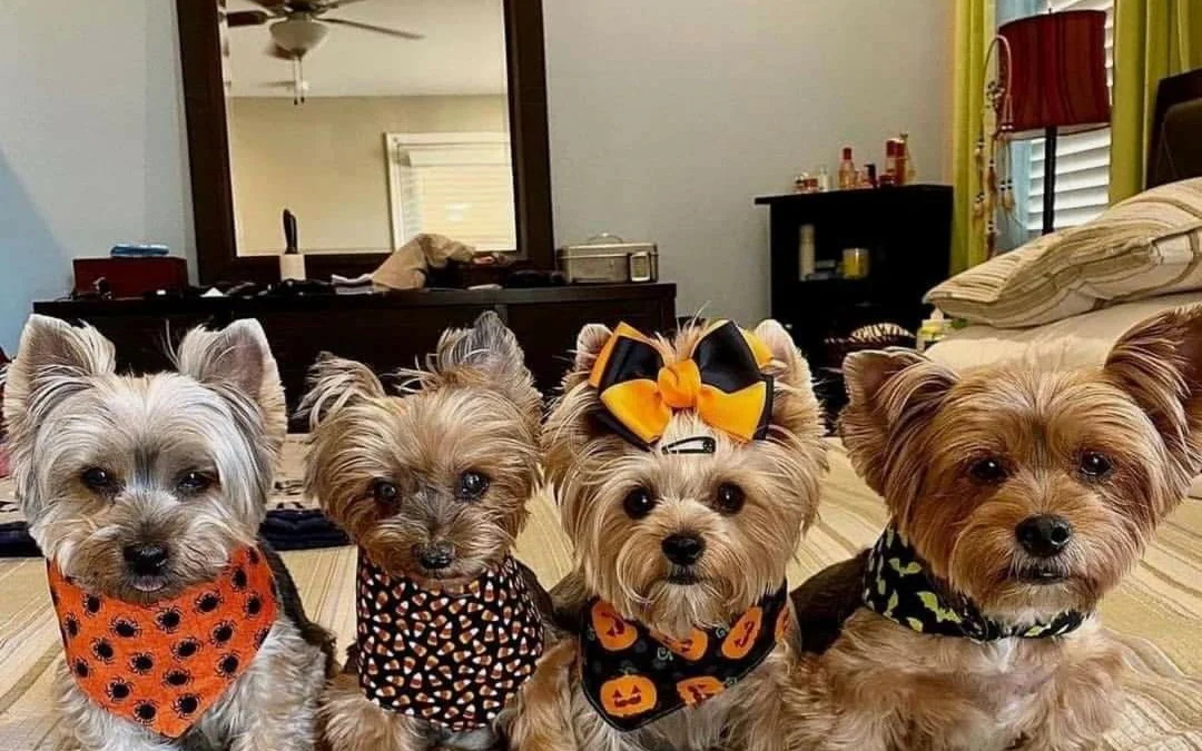 Review truyện tranh Cuộc Phiêu Lưu Bí Ẩn Phần 7: Steel Ball Run Online