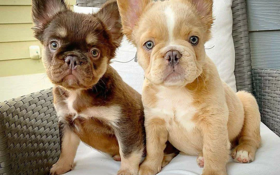 Thảo Luận truyện tranh Tanaka-san trong lớp tôi thật sự là siêu đáng sợ Online