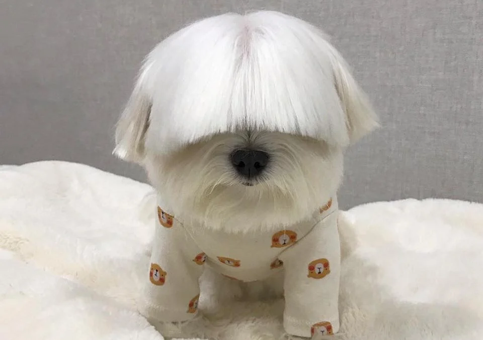 Ai Tóm tắt giúp truyện chữ Tuyệt thế yêu cơ ta cùng với những cái đó chính phái tiên tử Novel Online