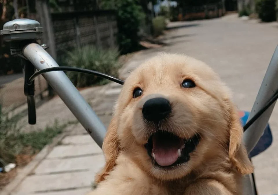 Thảo Luận truyện chữ Xuyên qua sau ta hằng ngày thể nghiệm phòng tối Novel Online