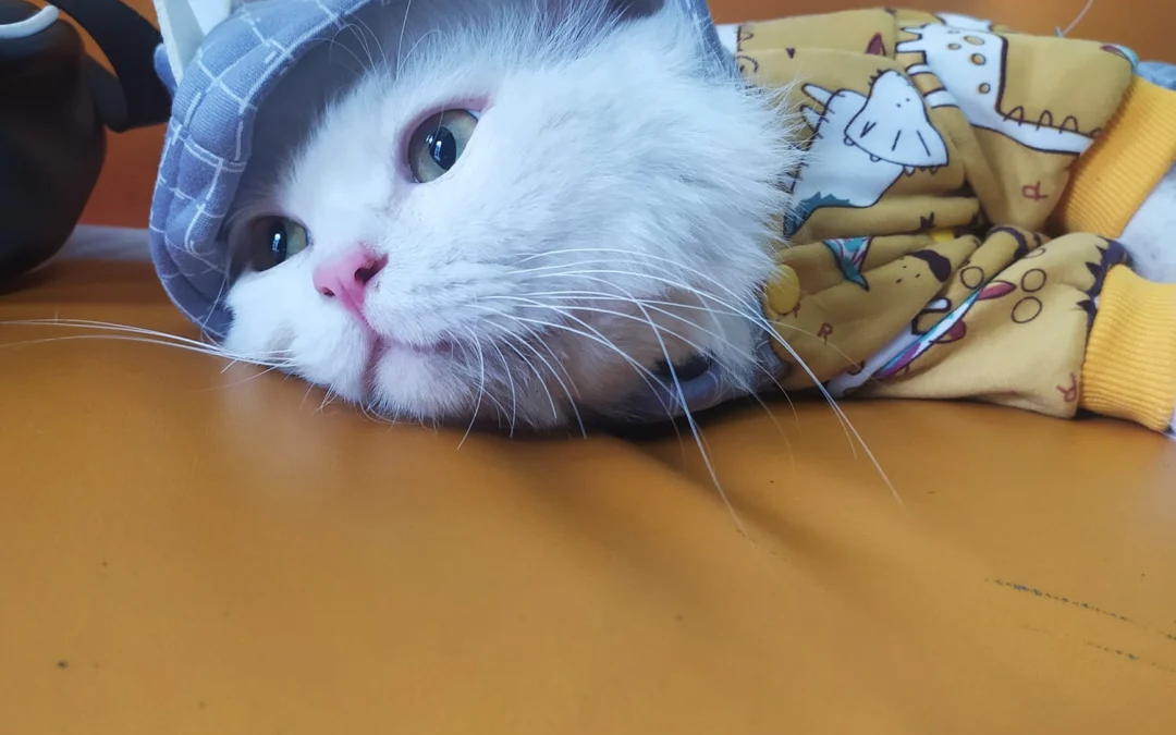 Gốc đánh giá truyện tranh 3576 Online