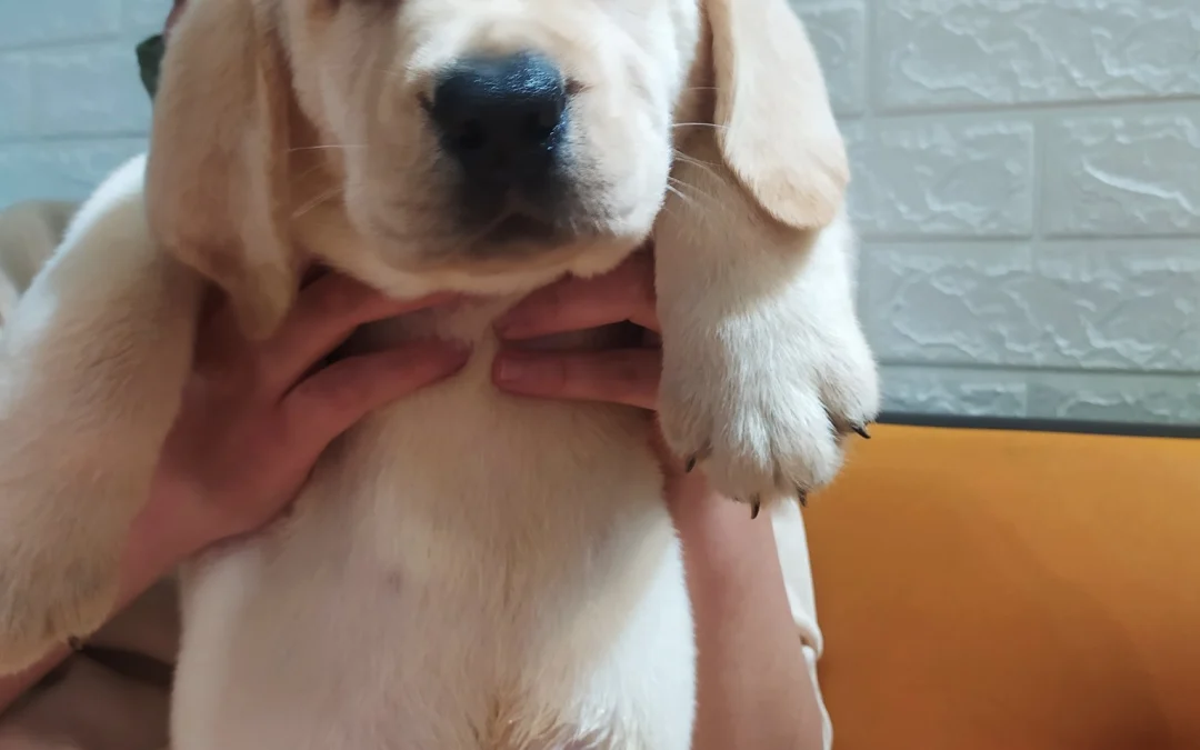 Thảo Luận truyện tranh Truyền nhân Atula – Shura no Mon I Online