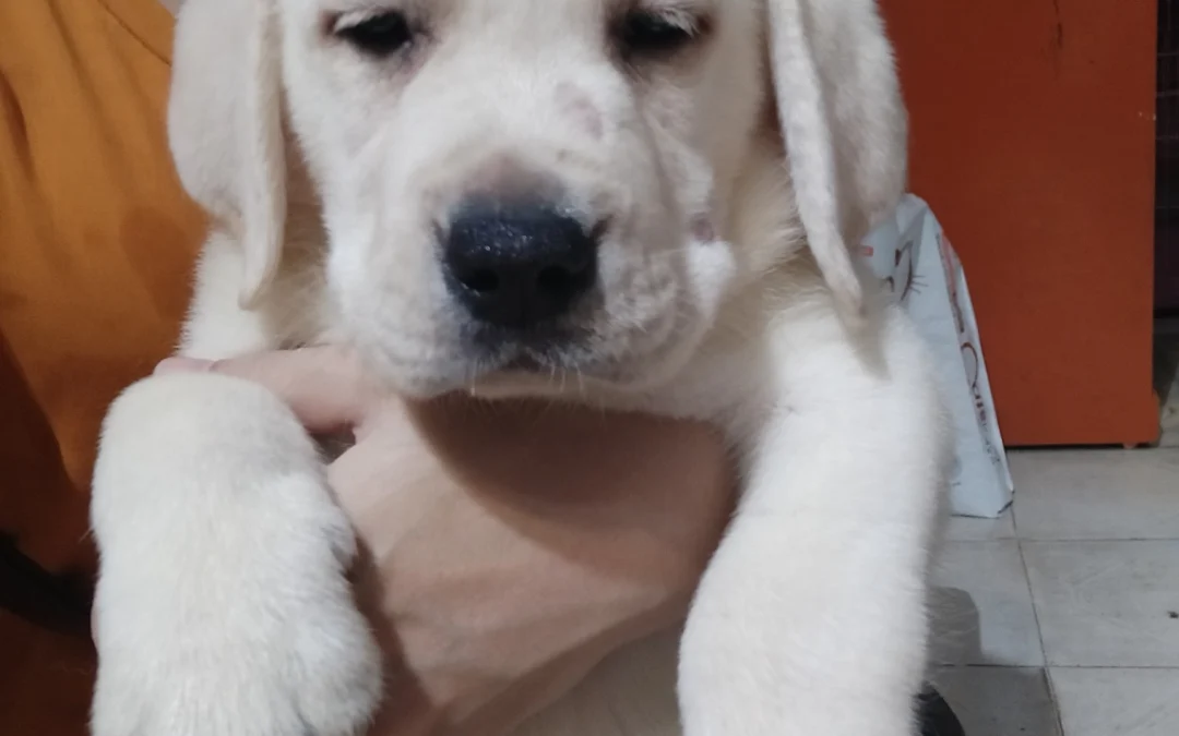 Gốc đánh giá truyện tranh Gaikotsu kishi-sama, tadaima isekai e o dekake-chū Online