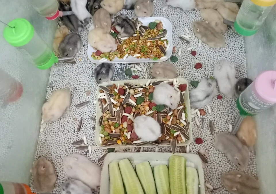 Ai Tóm tắt giúp truyện chữ Lương Vương hắn ngoại trấn chư hầu, nội cưới tướng quân Novel Online