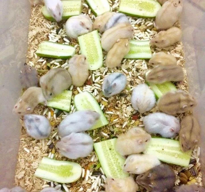 Review về  truyện chữ Xuyên qua tây huyễn làm ruộng dưỡng nhãi con Novel Online