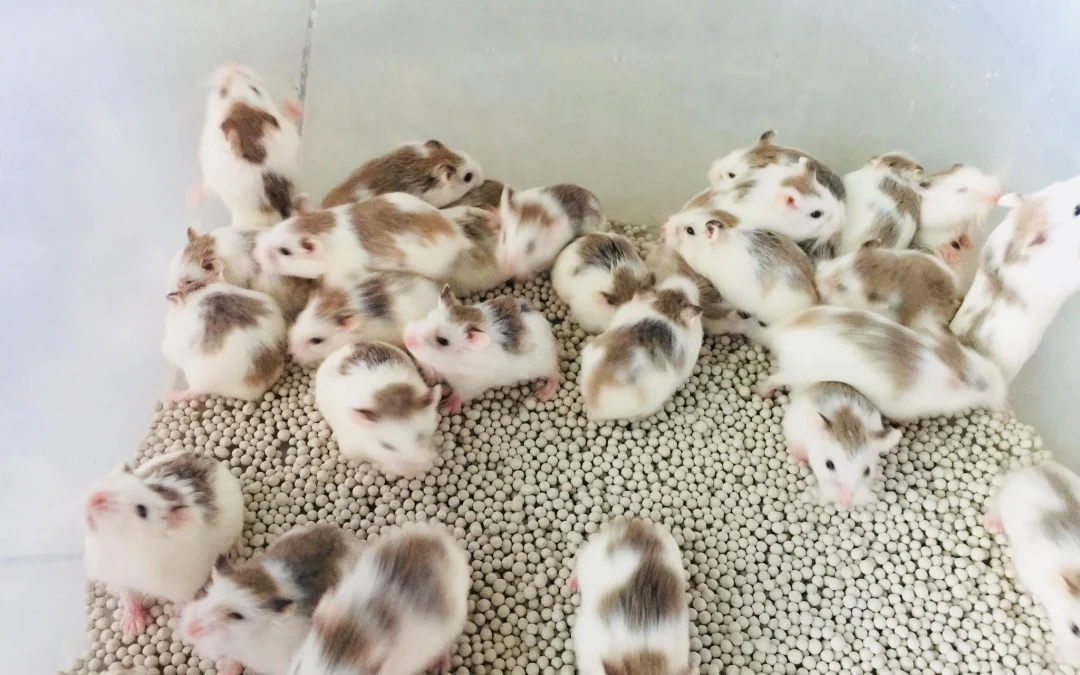 Thảo Luận truyện tranh Remake Our Life! Online