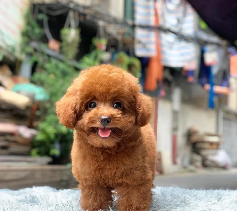 Thảo Luận truyện chữ Phượng từ hoàng Novel Online