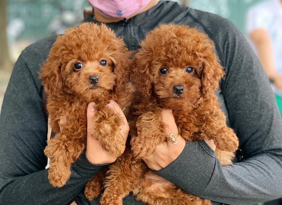 Thảo Luận truyện chữ Chân ái đối thủ một mất một còn [ giới giải trí ]  Novel Online