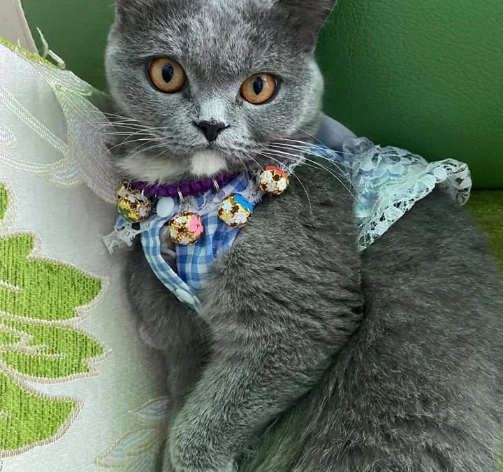 Gốc đánh giá truyện tranh 4125 Online