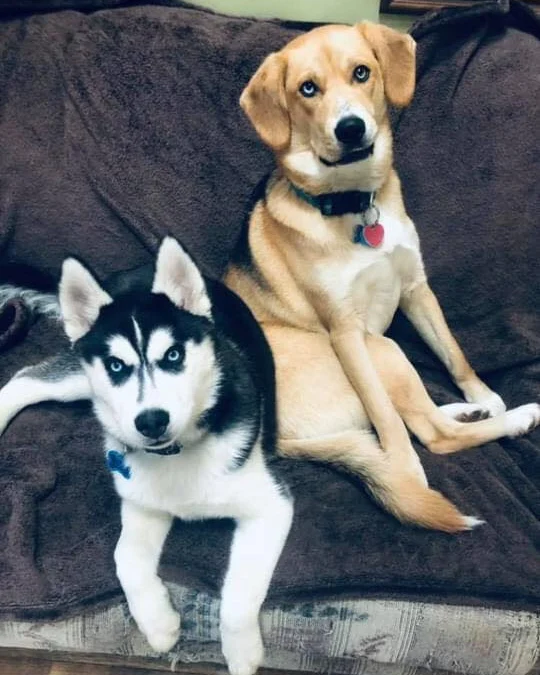 Review truyện tranh Kẻ Ngoại Lai Ở Vùng Đất Bị Ruồng Bỏ Online