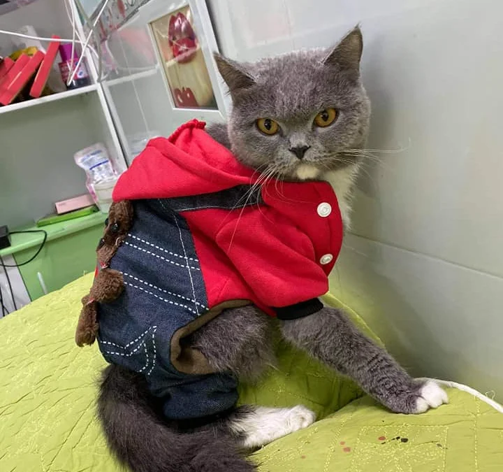 Thảo Luận truyện tranh Trùng Sinh Chuyên Sủng Độc Phi Của Nhiếp Chính Vương Online