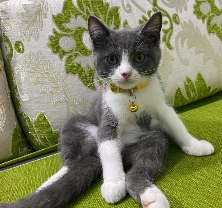 Gốc đánh giá truyện chữ Cây khô gặp mùa xuân Novel Online