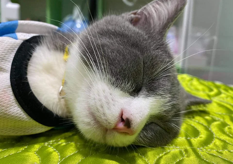 Gốc đánh giá truyện tranh 4333 Online