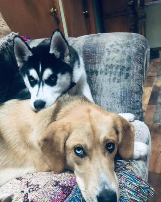 Gốc đánh giá truyện tranh Vợ Chồng Mới Cưới Online