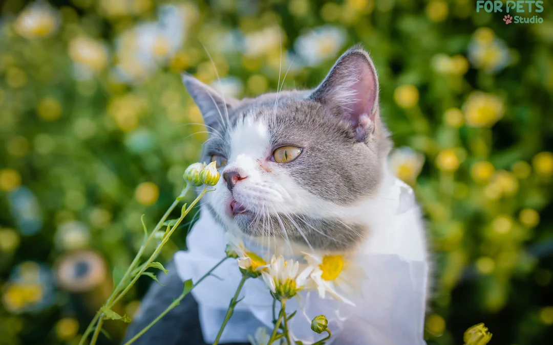 Gốc đánh giá truyện tranh Trọng Sinh Tối Cường Ma Tôn Ở Rể Online