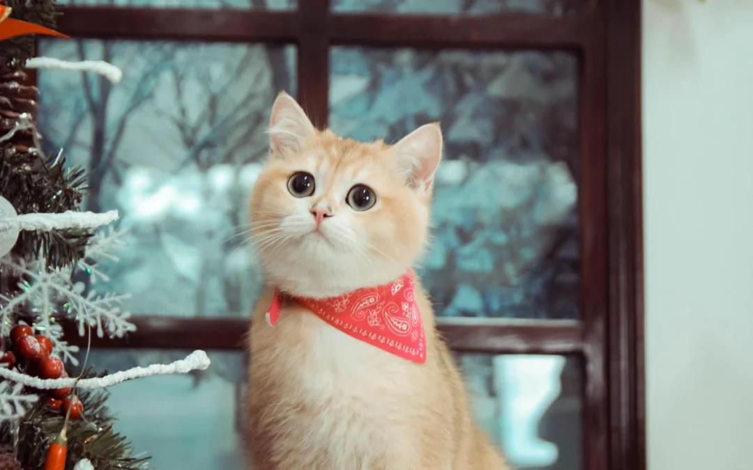 Gốc đánh giá truyện tranh Cao Đẳng Linh Hồn Online