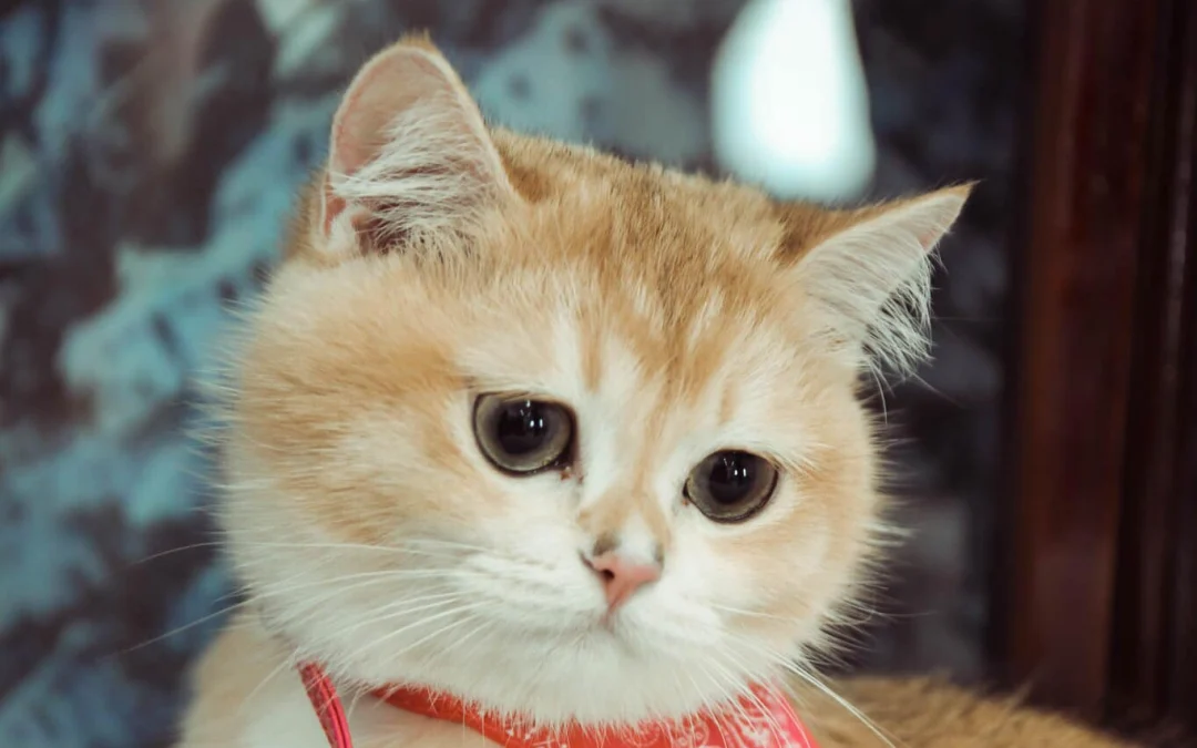 Gốc đánh giá truyện tranh Học tỷ, đừng Livestream nữa! Online