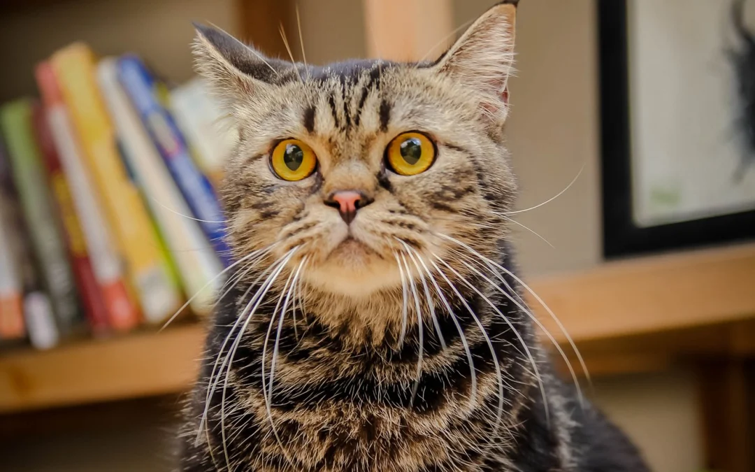 Review truyện tranh Nhất Niệm Vĩnh Hằng Online