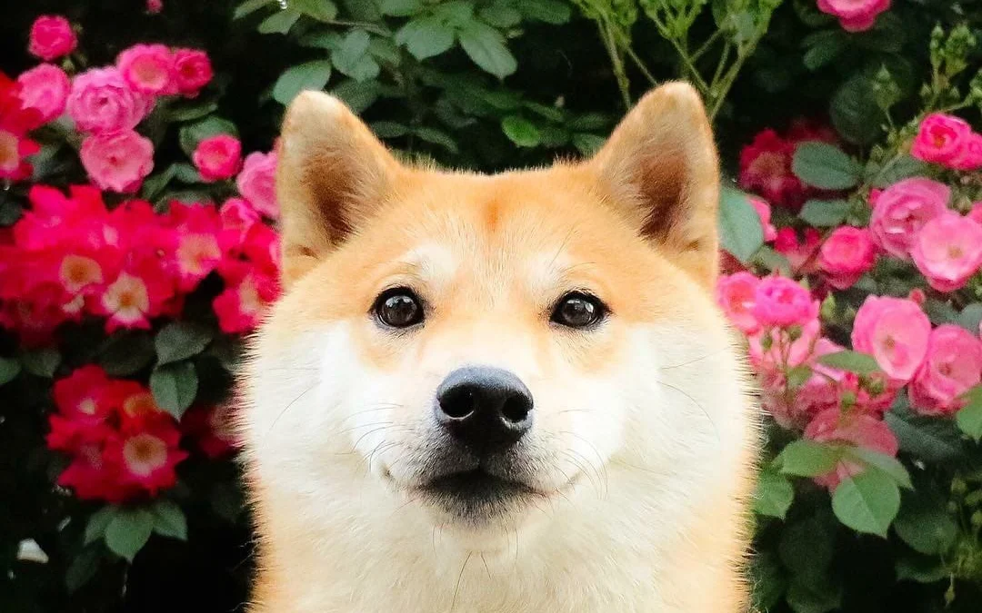 Gốc đánh giá truyện tranh Trọng Sinh Tiểu Y Tiên Online