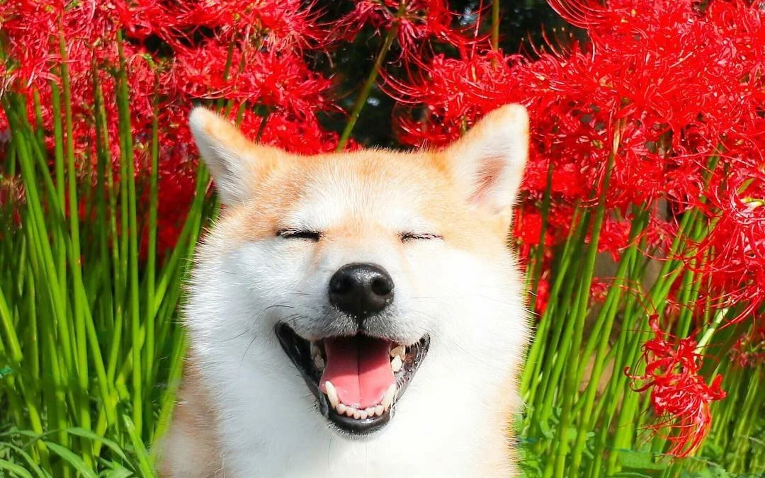 Gốc đánh giá truyện chữ Ôn cố tri tân Novel Online