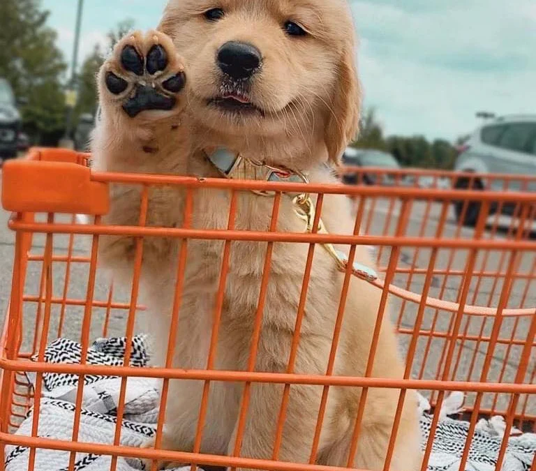 Gốc đánh giá truyện tranh Trọng Sinh Đế Phi: Quyền Khuynh thiên hạ Online