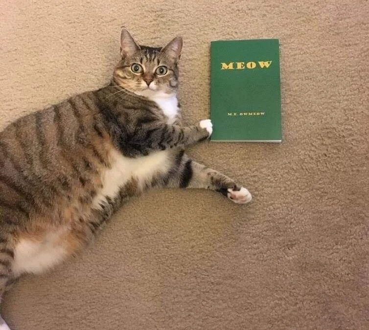 Thảo Luận truyện tranh Zero kara Hajimeru Mahou no Sho Online