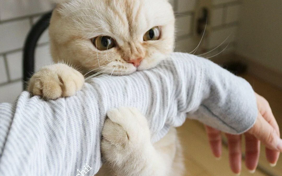 Review truyện tranh 3529 Online