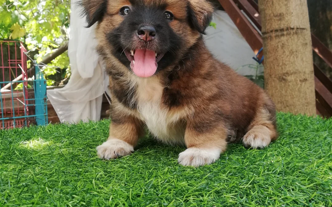 Review về  truyện chữ Nguyên lai ta là bạch liên hoa Novel Online