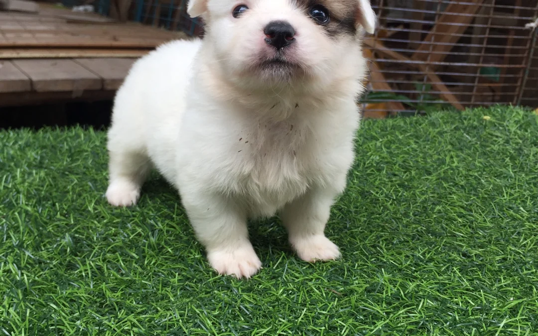 Tóm tắt truyện chữ Nam thê tổng muốn thượng ta  Novel Online