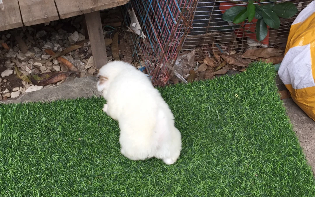 Review về  truyện chữ Nữ đế lão bà cũng trọng sinh? Cần thiết ly hôn Novel Online